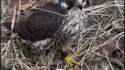 ANKARA, – İSTANBUL’da yasa dışı yollarla yakalanmış 2 gökdoğan ele