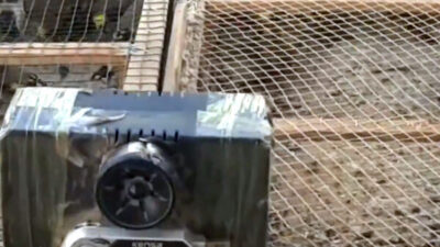 ANKARA, – KAHRAMANMARAŞ’ta yasa dışı yollarla avlanan 80 saka kuşu,