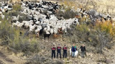 Muammer DAŞDELEN/BEYPAZARI (Ankara), – ANKARA’nın Beypazarı ilçesinde besicinin kaybolan 544