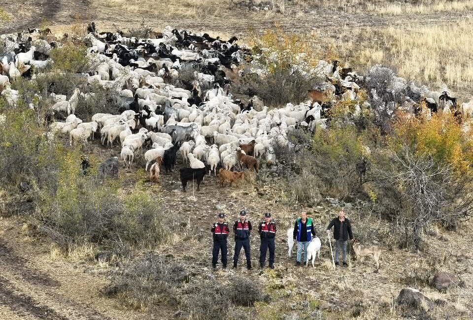 Muammer DAŞDELEN/BEYPAZARI (Ankara), – ANKARA’nın Beypazarı ilçesinde besicinin kaybolan 544