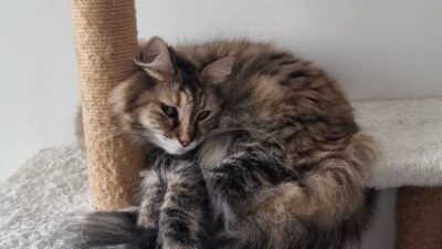 Gizem CENGİL-Batuhan DURNAOĞLU/ANKARA, – TUNUS’ta diplomat olan eşinin görev süresi