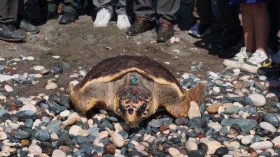 Gizem CENGİL/ANKARA, -MERSİN ve Hatay’da yaralı bulunan 9 deniz kaplumbağası,