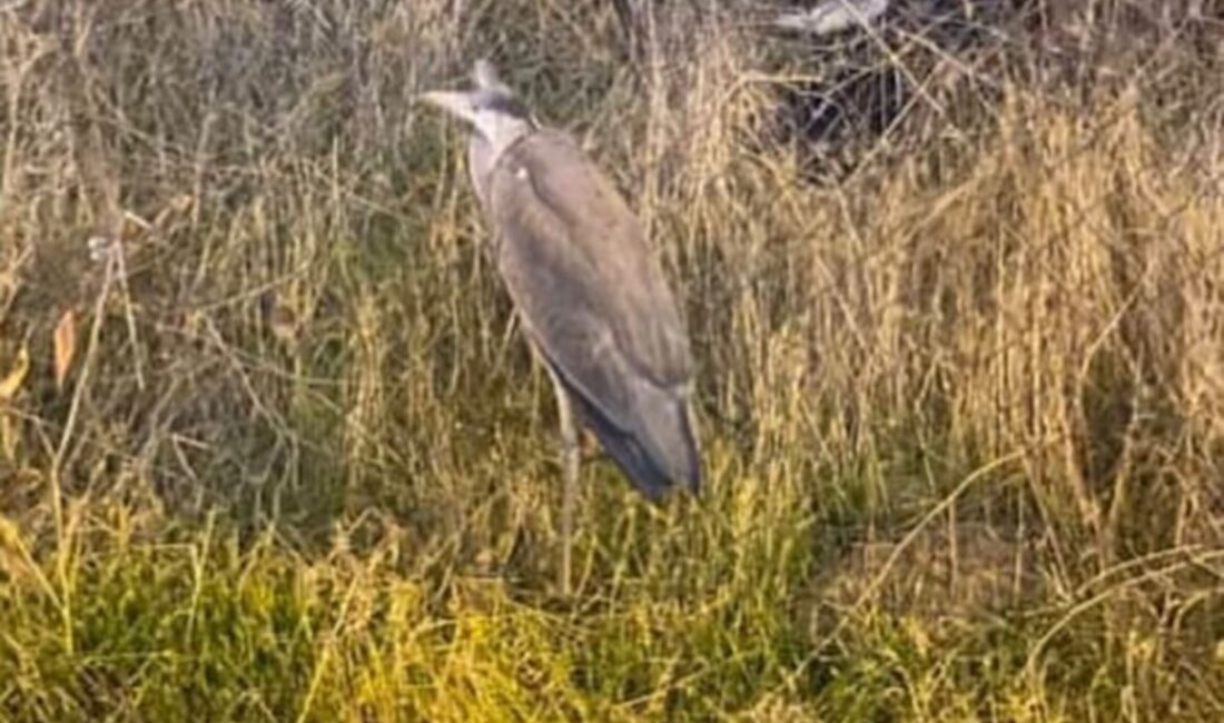 Gizem CENGİL/ANKARA, -ANKARA’da bitkin halde bulunan gri balıkçıl, Doğa Koruma