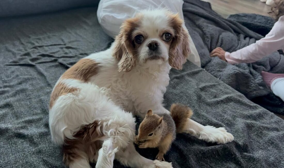 Gizem CENGİL-Ali Oğulcan ARSLAN/ANKARA, – BATMAN’da yasa dışı üretilen ve