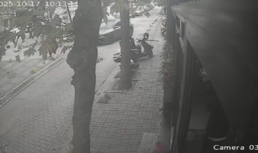 Özgür EREN/İSTANBUL BAKIRKÖY’de iş insanı Serdar Özaltın sokakta kedileri beslediği