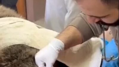 ANKARA, – KARS Sarıkamış’ta yol kenarında yaralı halde bulunan ve