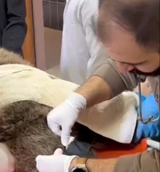 ANKARA, – KARS Sarıkamış’ta yol kenarında yaralı halde bulunan ve