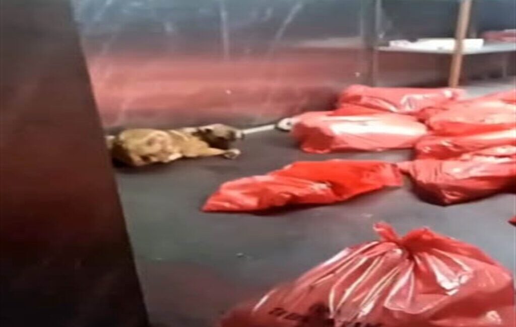 ANKARA, – ANKARA Büyükşehir Belediyesi (ABB), Karataş Hayvan Bakımevi ve