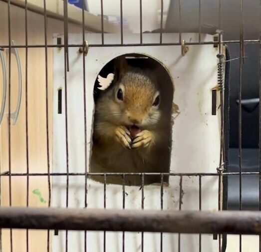 ANKARA, – DOĞA Koruma ve Milli Parklar (DKMP) Genel Müdürlüğü,