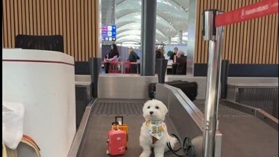 İbrahim YILDIZ/İSTANBUL, – DÜNYANIN en çok gezen köpeği olarak sosyal