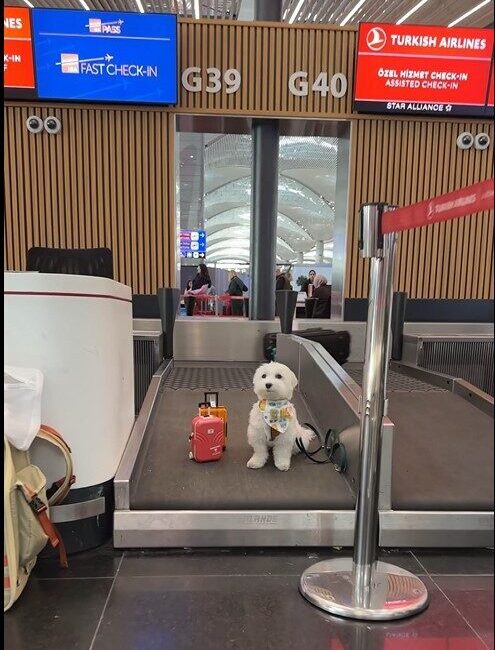 İbrahim YILDIZ/İSTANBUL, – DÜNYANIN en çok gezen köpeği olarak sosyal