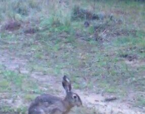 Ayşenur DEMİRTAŞ GÜL/ANKARA, – EDİRNE’de yaban tavşanlarının görüntüleri, Doğa Koruma