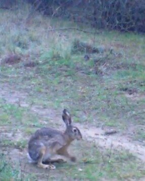 Ayşenur DEMİRTAŞ GÜL/ANKARA, – EDİRNE’de yaban tavşanlarının görüntüleri, Doğa Koruma