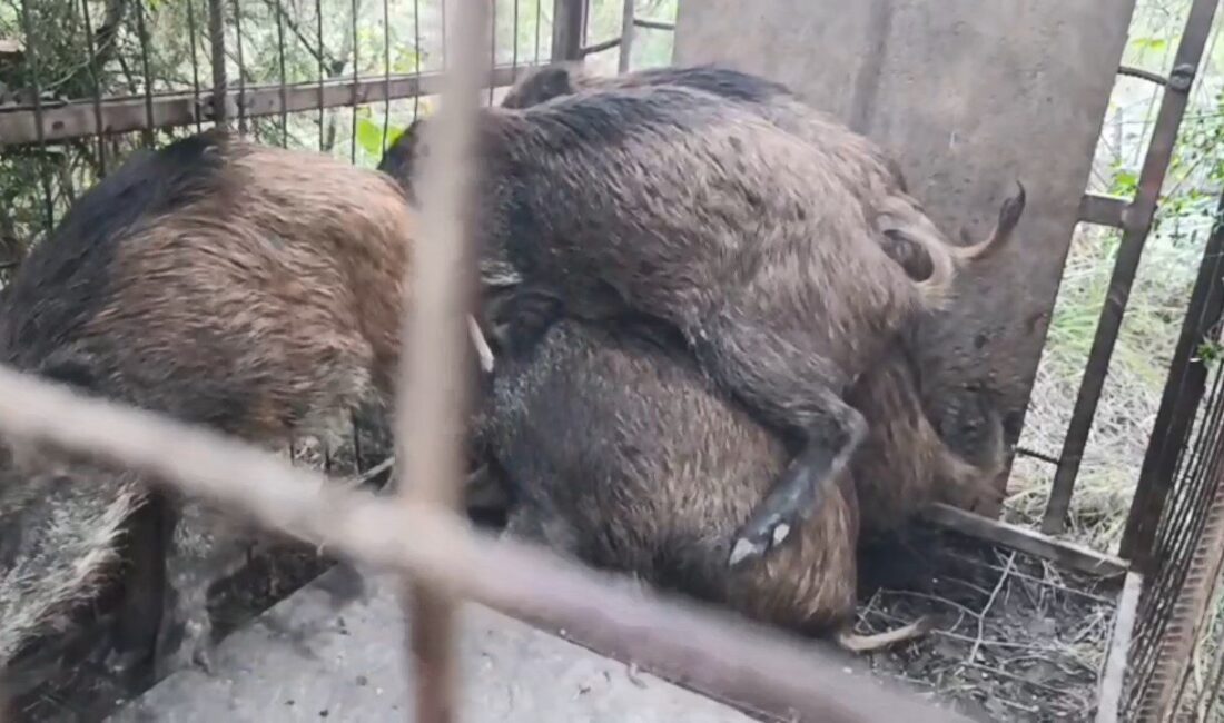 Yılmaz OKUR / İSTANBUL, – ÇATALCA’da hayvanları beslemek için ormana