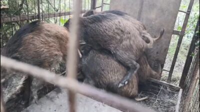 Yılmaz OKUR / İSTANBUL, – ÇATALCA’da hayvanları beslemek için ormana