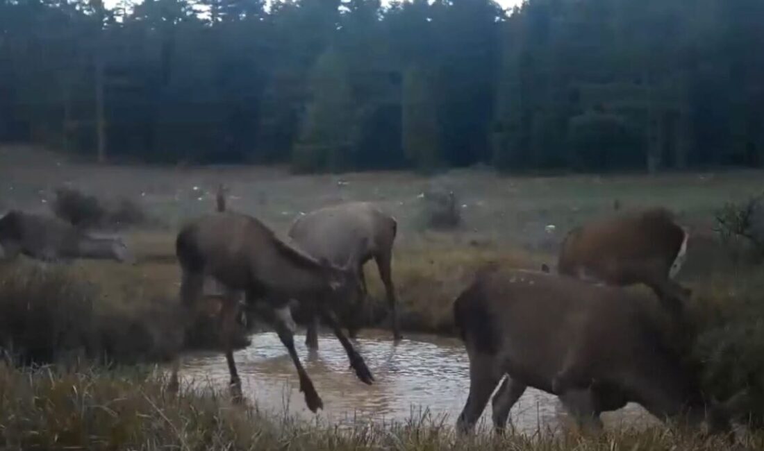 ANKARA, – DOĞA Koruma ve Milli Parklar Genel Müdürlüğü (DKMP)