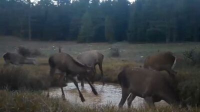 ANKARA, – DOĞA Koruma ve Milli Parklar Genel Müdürlüğü (DKMP)