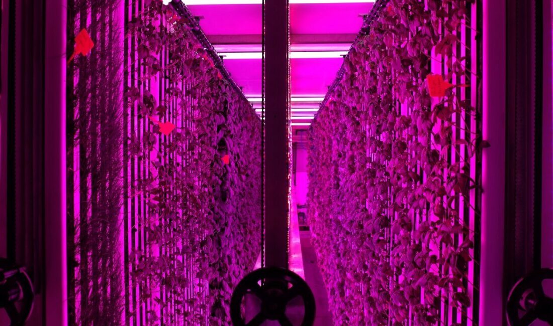 İSTANBUL, – YEDİTEPE Üniversitesi ve İstanbul Gübre Sanayii A.Ş.’nin (İGSAŞ)