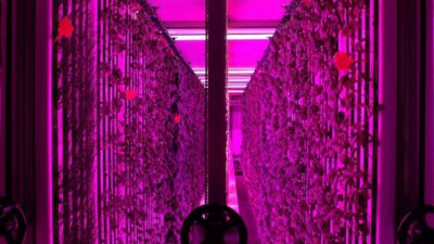 İSTANBUL, – YEDİTEPE Üniversitesi ve İstanbul Gübre Sanayii A.Ş.’nin (İGSAŞ)