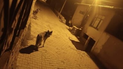 Muammer DAŞDELEN/BEYPAZARI (Ankara), – ANKARA’da aç kalan kurtlar gece saatlerinde