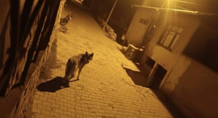 Muammer DAŞDELEN/BEYPAZARI (Ankara), – ANKARA’da aç kalan kurtlar gece saatlerinde