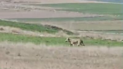 Muammer DAŞDELEN/BEYPAZARI (Ankara), – ANKARA’nın Beypazarı ilçesinde tarım işçilerinin çalıştığı