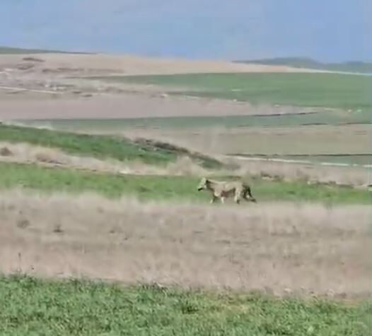 Muammer DAŞDELEN/BEYPAZARI (Ankara), – ANKARA’nın Beypazarı ilçesinde tarım işçilerinin çalıştığı