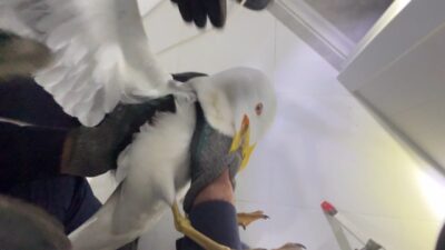 İhsan DÖRTKARDEŞ / İSTANBUL, – Avcılar’da bir binanın havalandırma boşluğuna