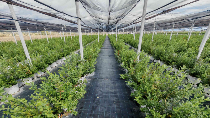 Pamuk ticaretiyle başladığı faaliyetlerini küresel ölçekte tarımsal emtia ticareti, üretim