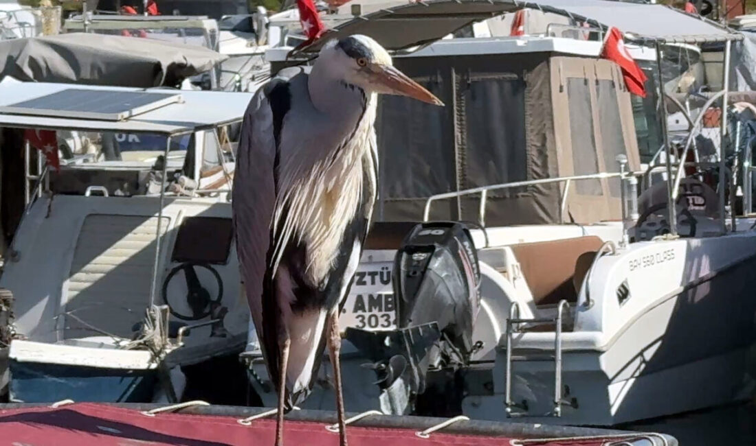 İhsan DÖRTKARDEŞ/İSTANBUL, – AVCILAR Balıkçı Barınağı’na 5 yıldır gelen, balıkçıların