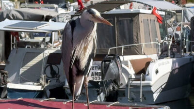 İhsan DÖRTKARDEŞ/İSTANBUL, – AVCILAR Balıkçı Barınağı’na 5 yıldır gelen, balıkçıların