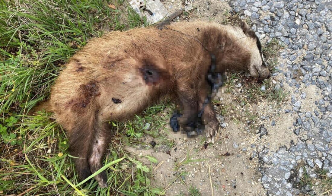 Bahattin ALBAYRAK/ NAZİLLİ(Aydın), -AYDIN’ın Nazilli ilçesinde, soyu tükenme tehlikesi altında