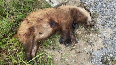 Bahattin ALBAYRAK/ NAZİLLİ(Aydın), -AYDIN’ın Nazilli ilçesinde, soyu tükenme tehlikesi altında