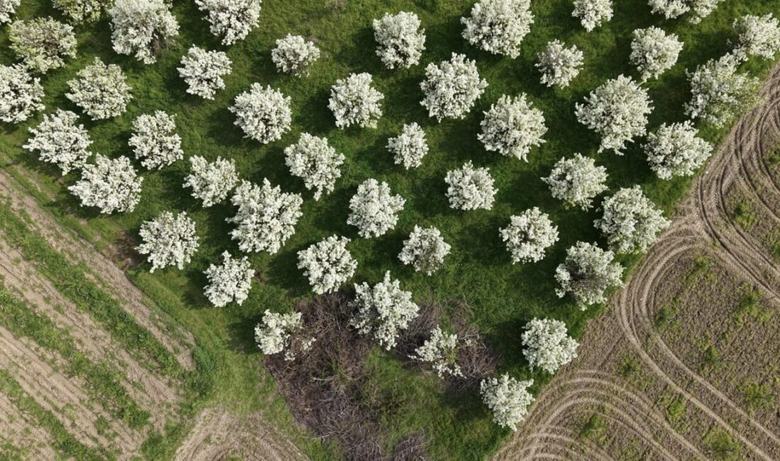 Yavuz YILMAZ/İNEGÖL (Bursa), -BURSA Ovası’nda ilkbaharın gelişi ile doğa canlandı,