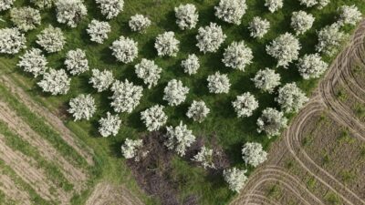 Yavuz YILMAZ/İNEGÖL (Bursa), -BURSA Ovası’nda ilkbaharın gelişi ile doğa canlandı,