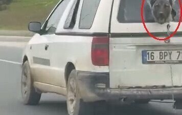 Yavuz YILMAZ/ İNEGÖL(Bursa), – BURSA’nın İnegöl ilçesinde seyir halinde olan