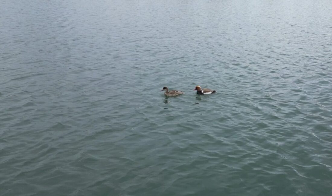 Yıldırım ŞİMŞEK/ŞARKIŞLA (Sivas), – SİVAS’ın Şarkışla ilçesindeki Millet Bahçesi’ne nesli