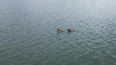 Yıldırım ŞİMŞEK/ŞARKIŞLA (Sivas), – SİVAS’ın Şarkışla ilçesindeki Millet Bahçesi’ne nesli