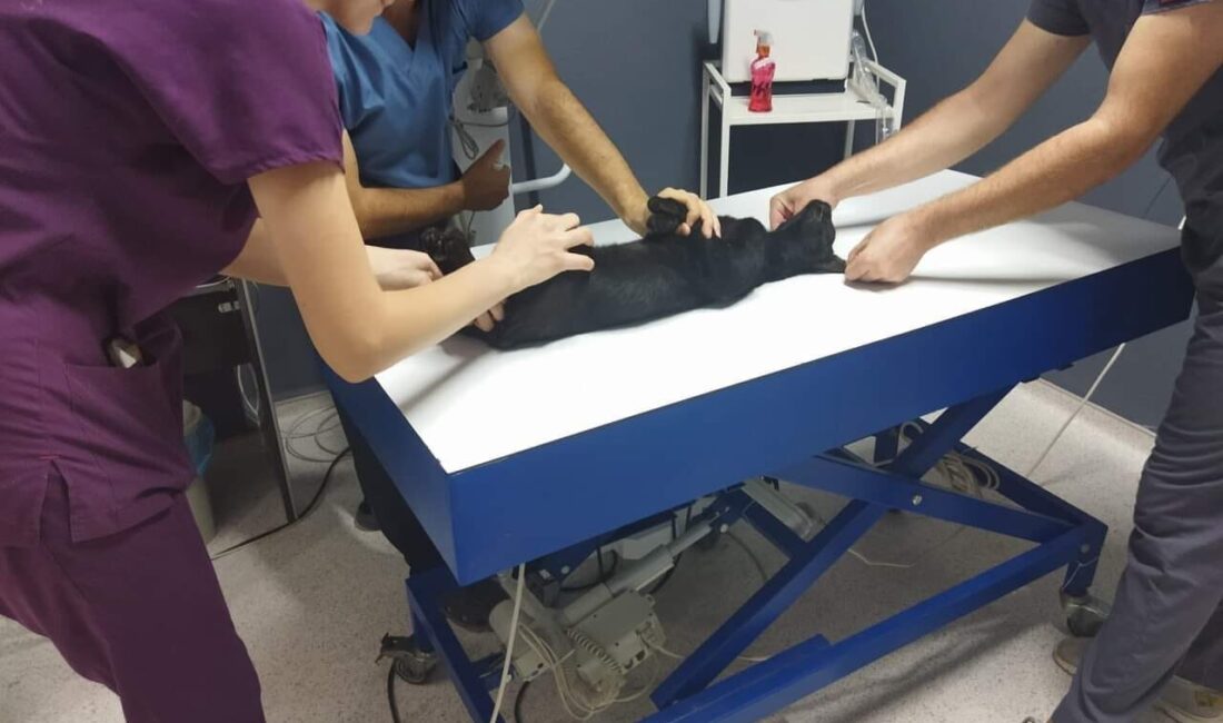 Ünsal YÜCEL/ İPSALA(Edirne), – EDİRNE’nin İpsala ilçesinde hayvansever Hüseyin Bülbül