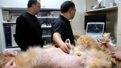 Yusuf YILDIZ-Eser PAZARBAŞI/ADANA, – ADANA’da tanıtılan yapay zeka destekli yeni