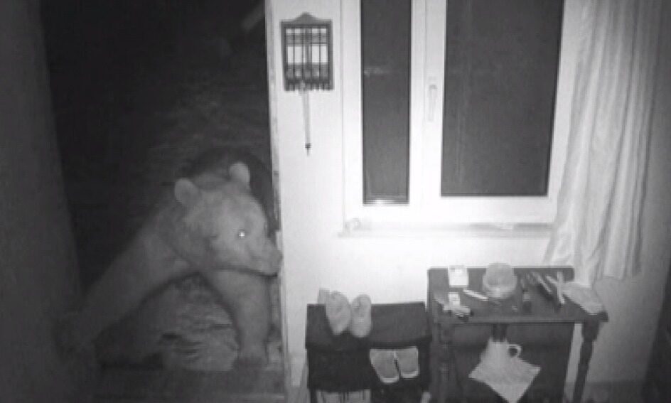 Salim SARIKOÇ/TRABZON, – TRABZON’da kış uykusundan uyanan, yiyecek aramak için