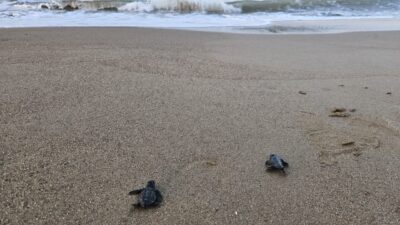 Mehmet ÇINAR/ANTALYA, – ANTALYA Belek kumsalında Belek Turizm Yatırımcıları Birliği