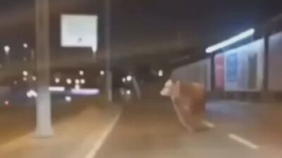 Vehbi DEMİR – Ramazan İŞİKLİ/İSTANBUL, – AVCILAR’da araçtan kurban pazarına