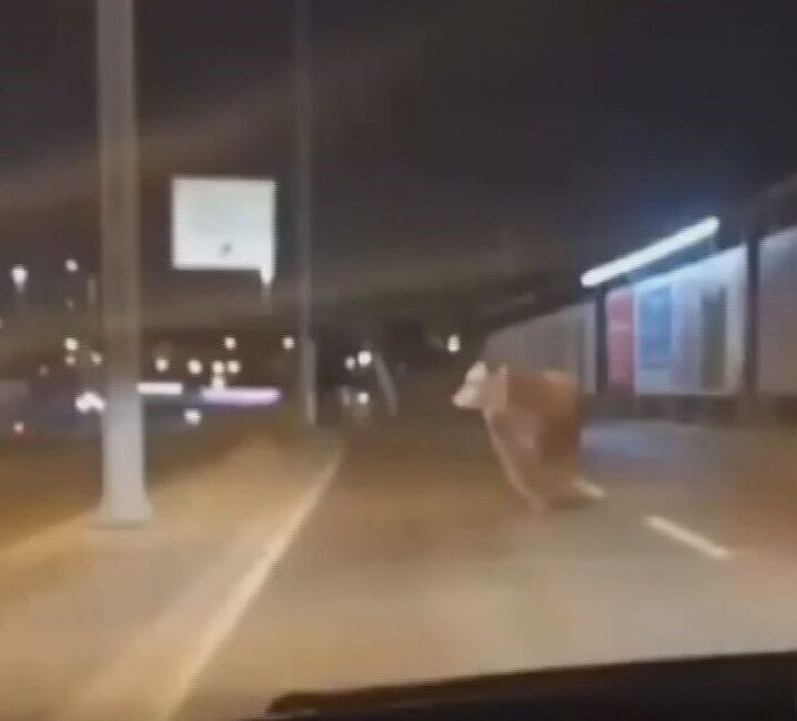 Vehbi DEMİR – Ramazan İŞİKLİ/İSTANBUL, – AVCILAR’da araçtan kurban pazarına