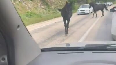 Osman SAK/ORHANELİ, (Bursa), – BURSA’da başıboş dolaşan 2 at, trafiği
