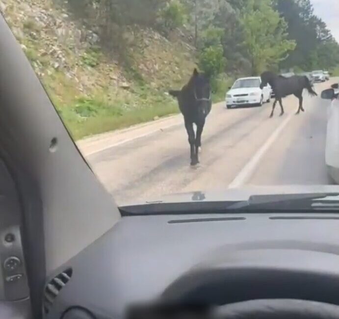 Osman SAK/ORHANELİ, (Bursa), – BURSA’da başıboş dolaşan 2 at, trafiği