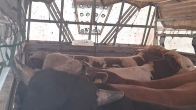 Esra GÜNTEPE /İSTANBUL, – İSTANBUL’da polis ekiplerince TEM Otoyolu Kavacık