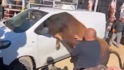 ANKARA, – ANKARA’da kesimden kaçan kurbanlık boğa, vatandaşlara zor anlar