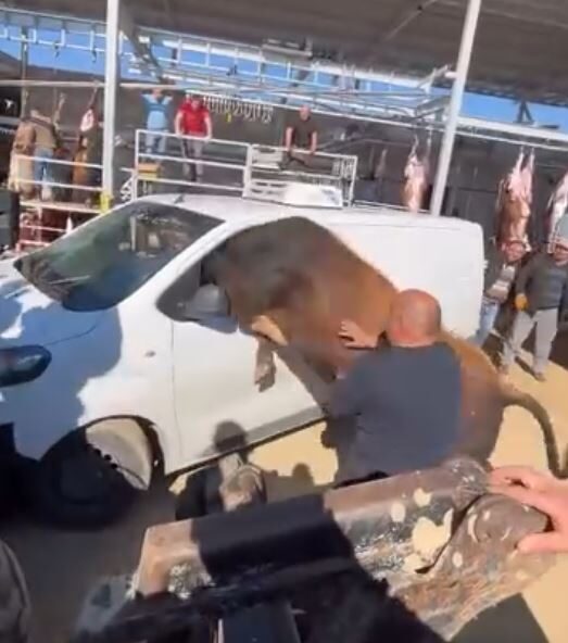 ANKARA, – ANKARA’da kesimden kaçan kurbanlık boğa, vatandaşlara zor anlar