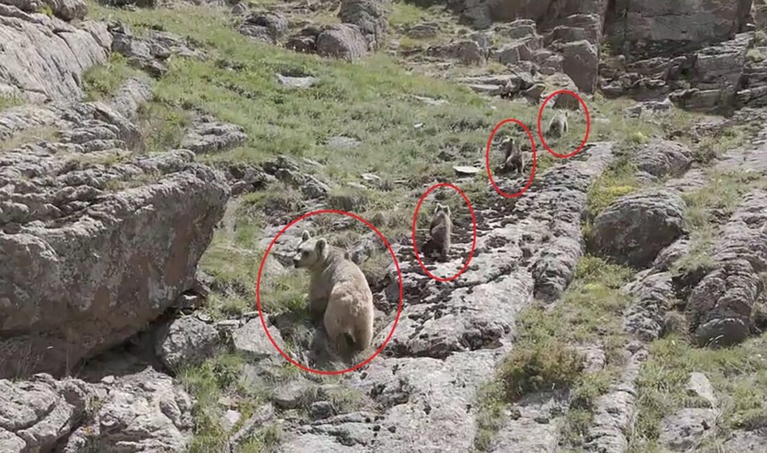 Yunus AKGÜL/ERZURUM, – ERZURUM’un Tortum ilçesinde bozayı ve 3 yavrusu